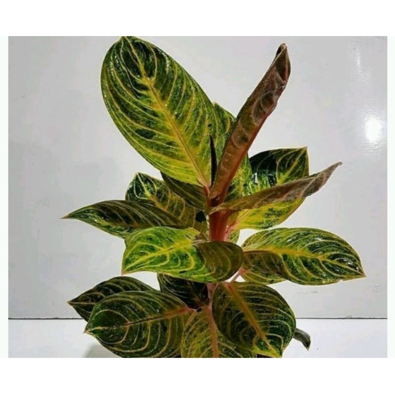 anakan aglonema rinjani