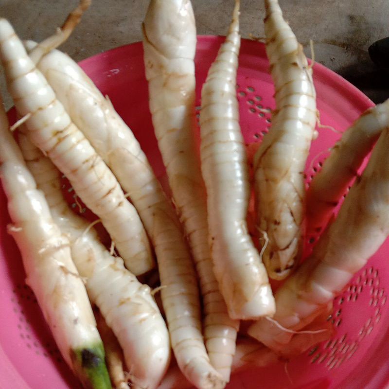 

HEMAT! 1 kg Umbi Garut segar umbi tarigu obat asam lambung