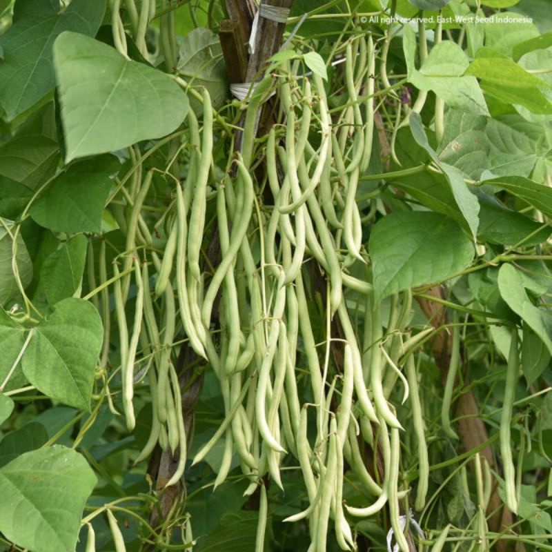 Benih/bibit buncis tresna