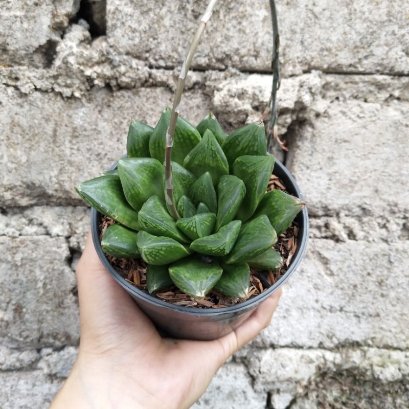 Haworthia 1 | D10cm