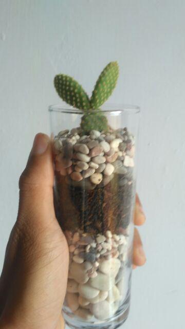 Kaktus Dan Sekulen ( Minimal 30 Packs )