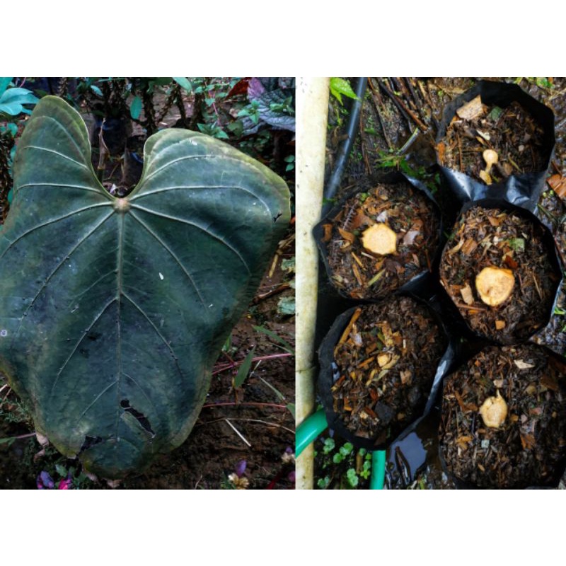 BONGGOLAN KG REGALE GREG