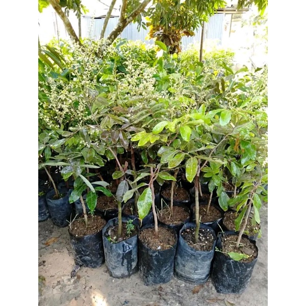 kelengkeng merah berbunga