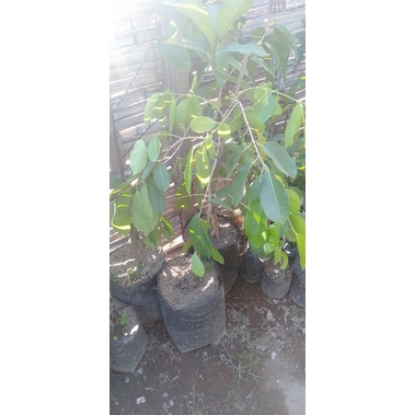 bibit juwet putih berbunga