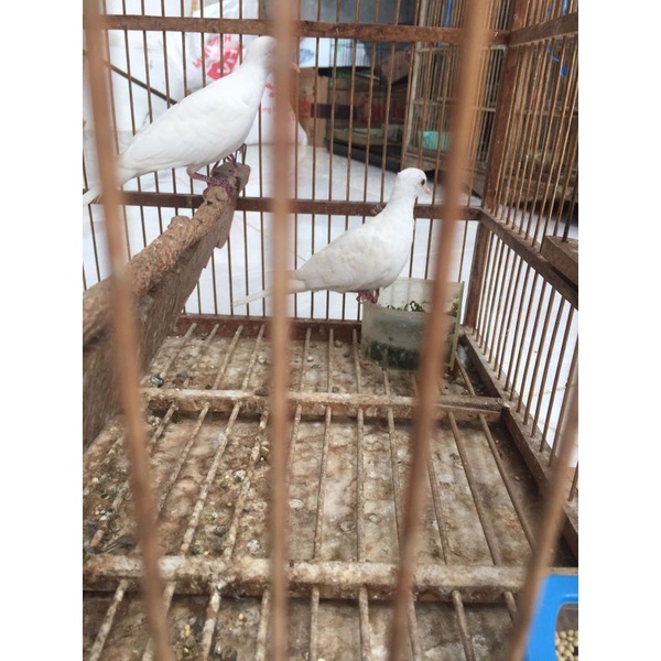 Sepasang perkutut putih kapas dewasa