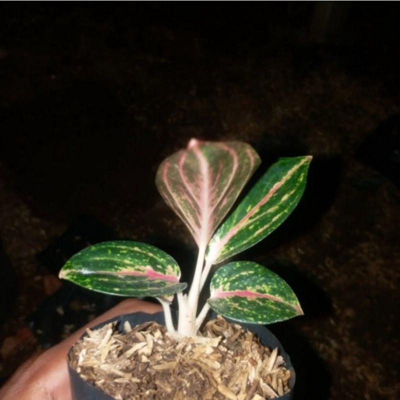 aglonema widuri anakan