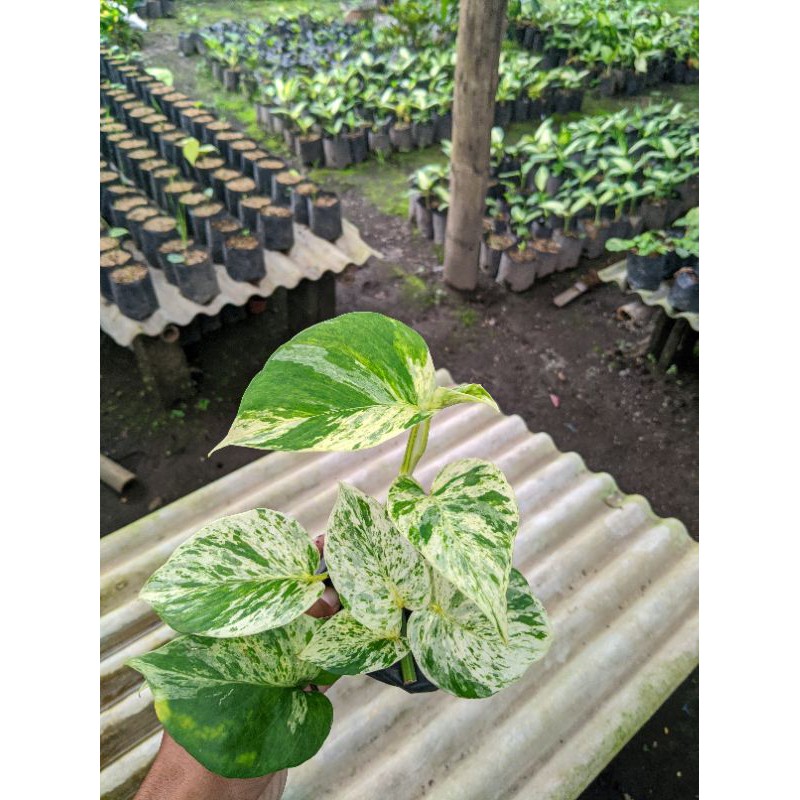 sirih gading marbel varigata putih