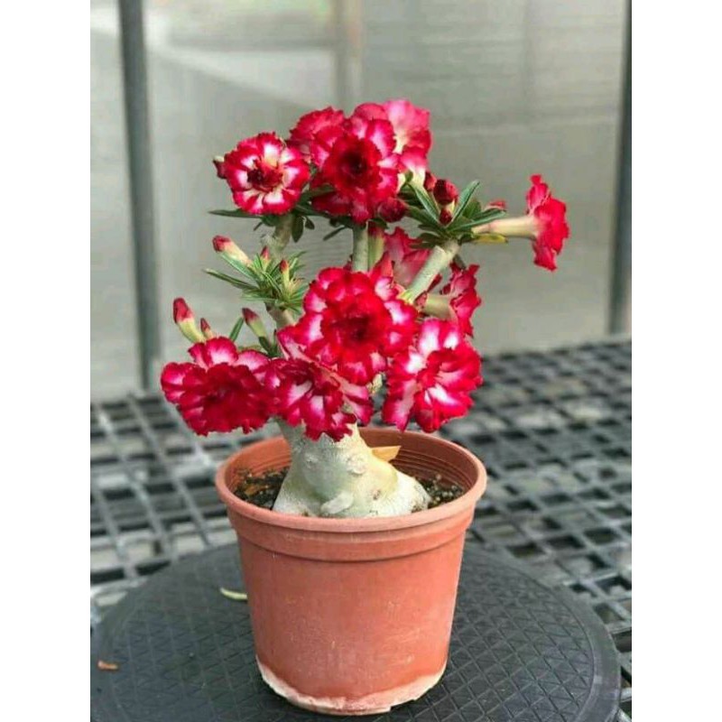 Bunga kamboja/Adenium tumpuk Phet mon khon(PMK)