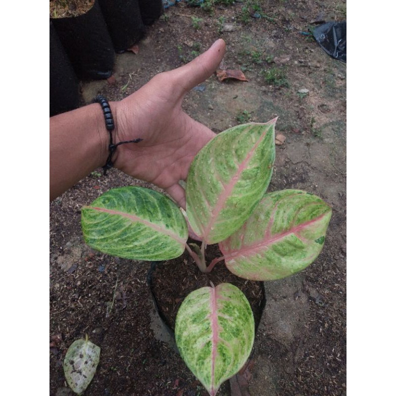 aglonema golden siam