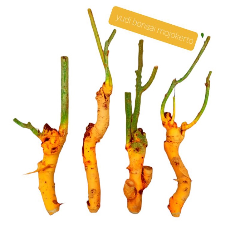 Bahan bonsai serut buat grouping small unik berkarakter
