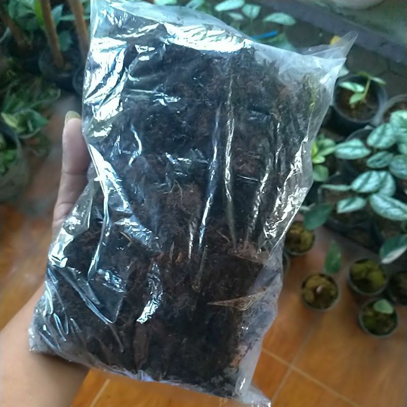 Media Tanam Moss Akar Kadaka