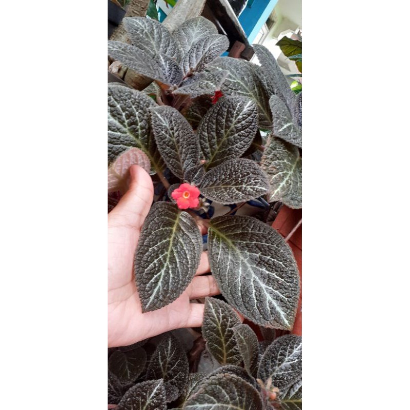 

episcia coklat