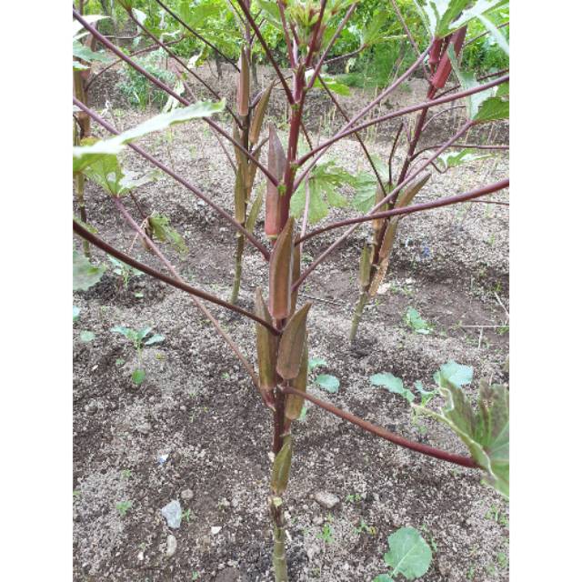 Benih/biji Okra Merah