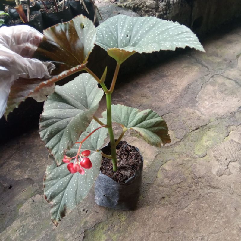 stek tanaman hias bunga begonia polkadot totol, daun lebar bunga pink besar