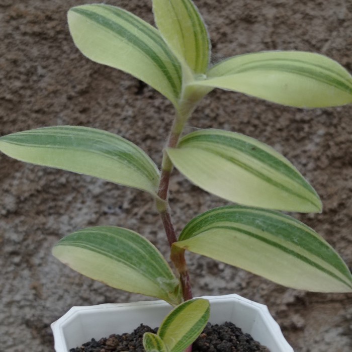 tradescantia sillamontana variegata