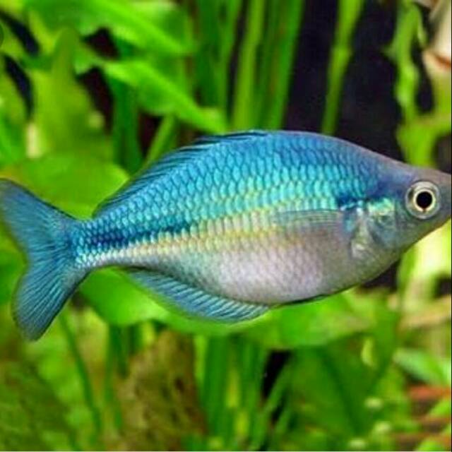 Blue Rainbow Fish Ikan Hias Tawar biru pelangi