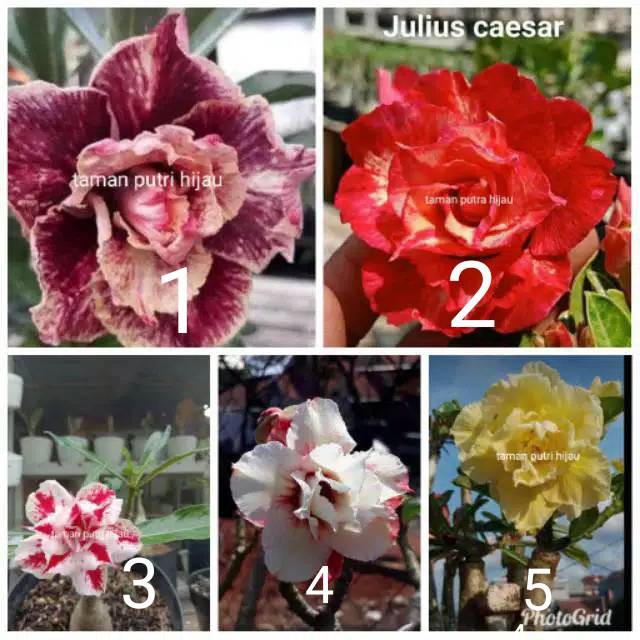 PAKET HEMAT 5 JENIS WARNA BUNGA ADENIUM KAMBOJA JEPANG - TANAMAN HIDUP - BUNGA HIDUP