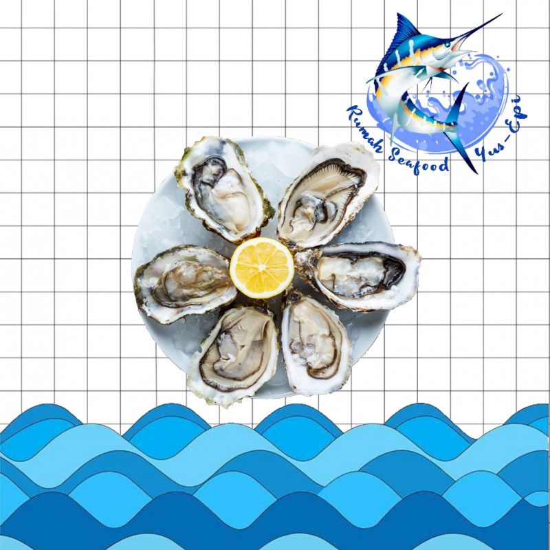 

Oyster - rumahseafoodyusepi
