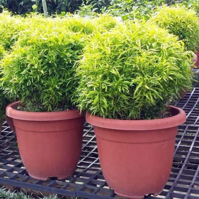 Bunga Brokoli Kuning