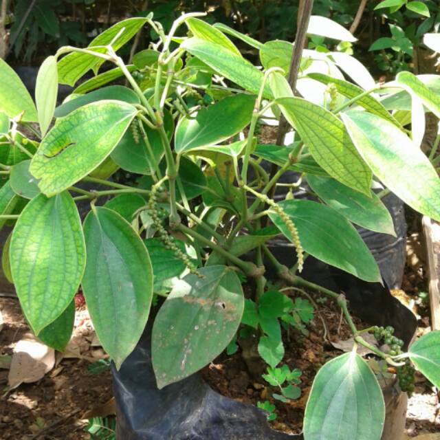 Bibit lada perdu sudah berbuah paket 4 batang