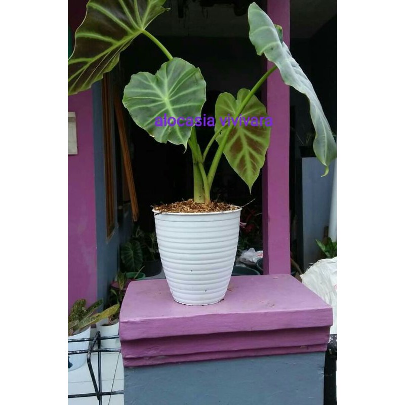 keladi hias vivipara BESAR / alocasia remusatia vivipara