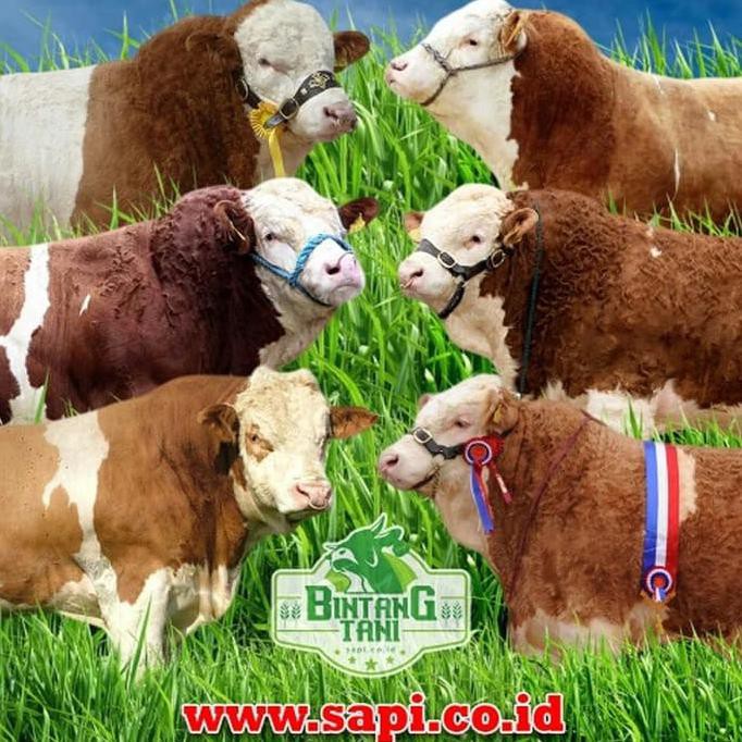 Ring Bull - Cincin Ring Untuk Hidung Pada Sapi Atau Kerbau