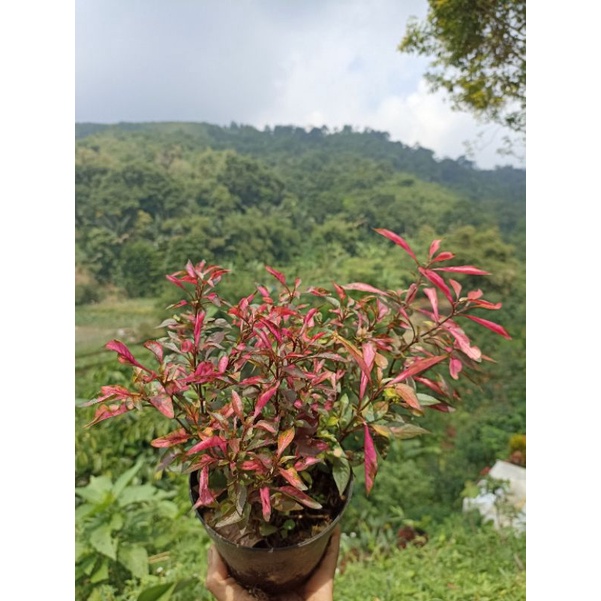 tanaman hias krokot merah rimbun