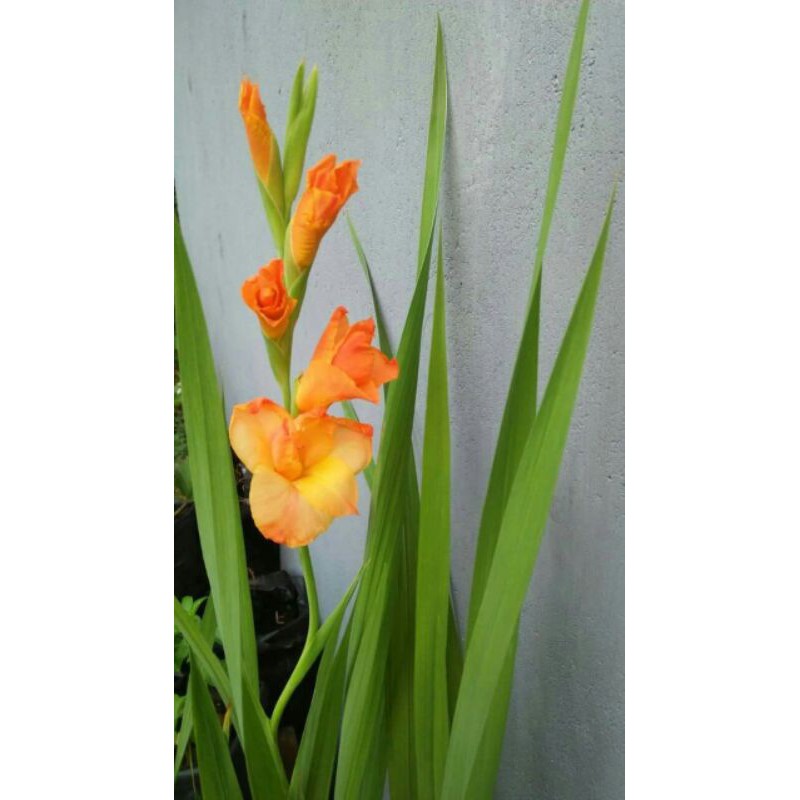 umbi gladiol