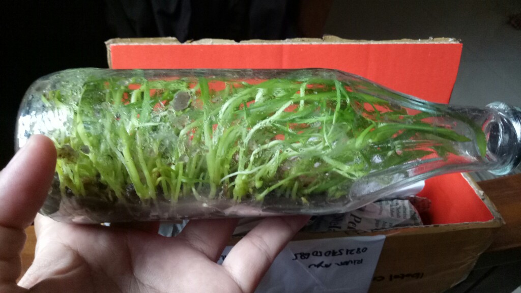 Tanaman Anggrek Botol Tebu Isi 30