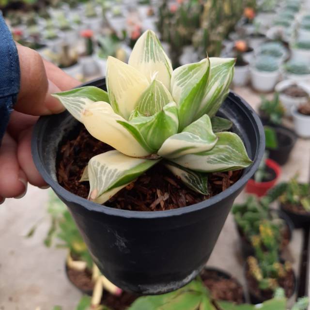 Echeveria Kaktus  Hias  Kaktus  Langka  Shopee Indonesia