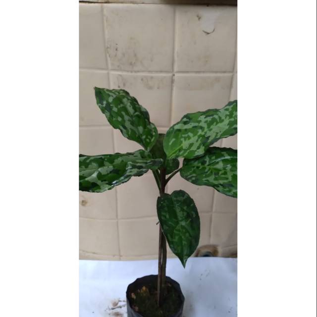 Aglonema pictum tricolour