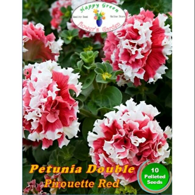 Biji Benih Bunga Petunia Double pirouette