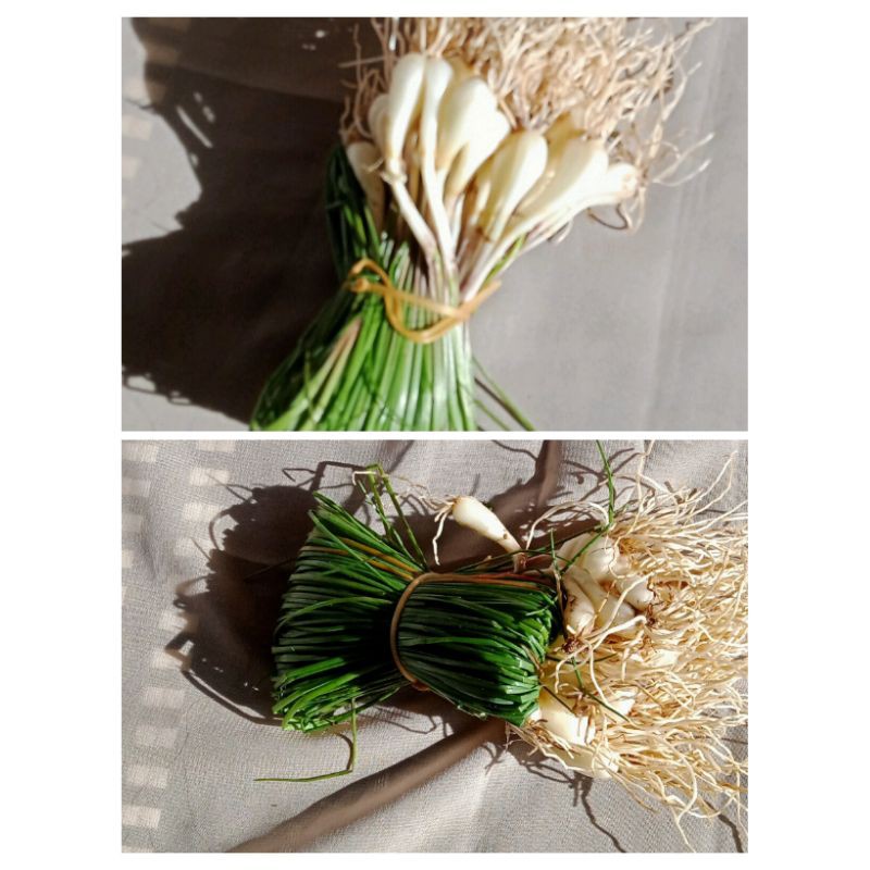 

Kucai / Kuncai per Ikat