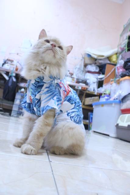 [Bahan adem] Baju pantai lucu warna biru untuk kucing dan anjing / baju kucing murah size S M L XL