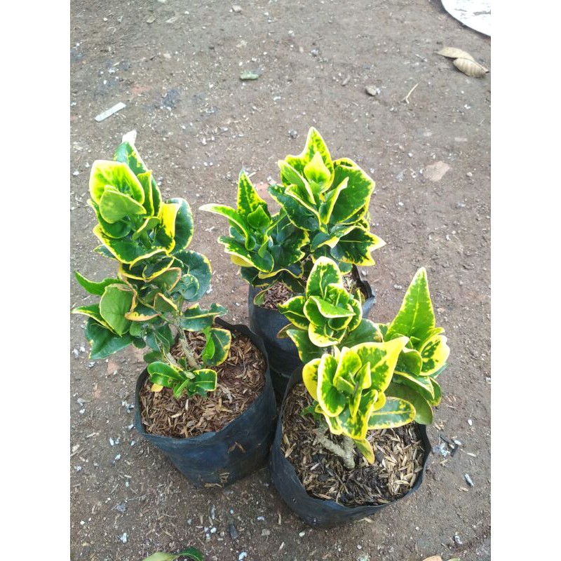 

paket puring mawar 3 pohon