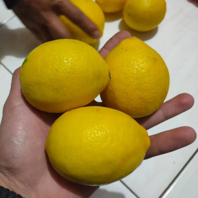 

Jeruk lemon