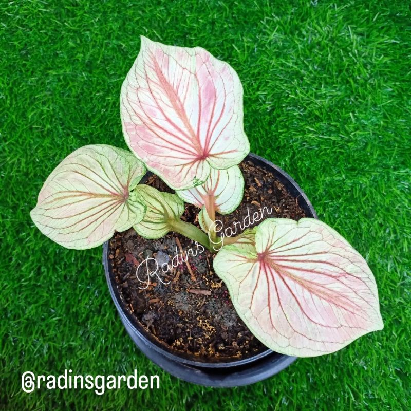 Caladium Keladi White Angel Hybrid Hibrid Impor Thailand Series Tanaman Hias