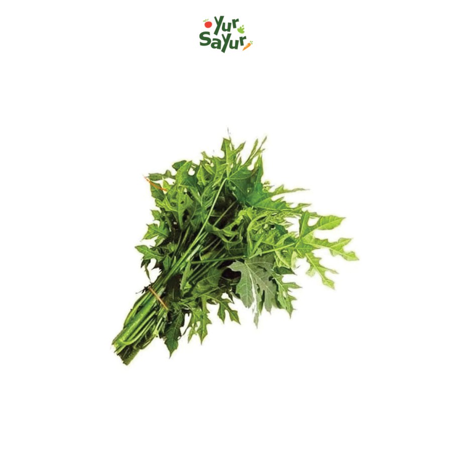 

Daun Pepaya Jepang Fresh