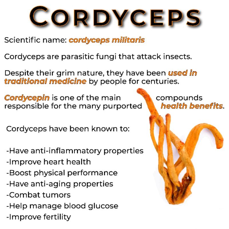 Cordyceps Mushroom Tea : Cordyceps Mushroom Flower Tea 30 Tea Bag