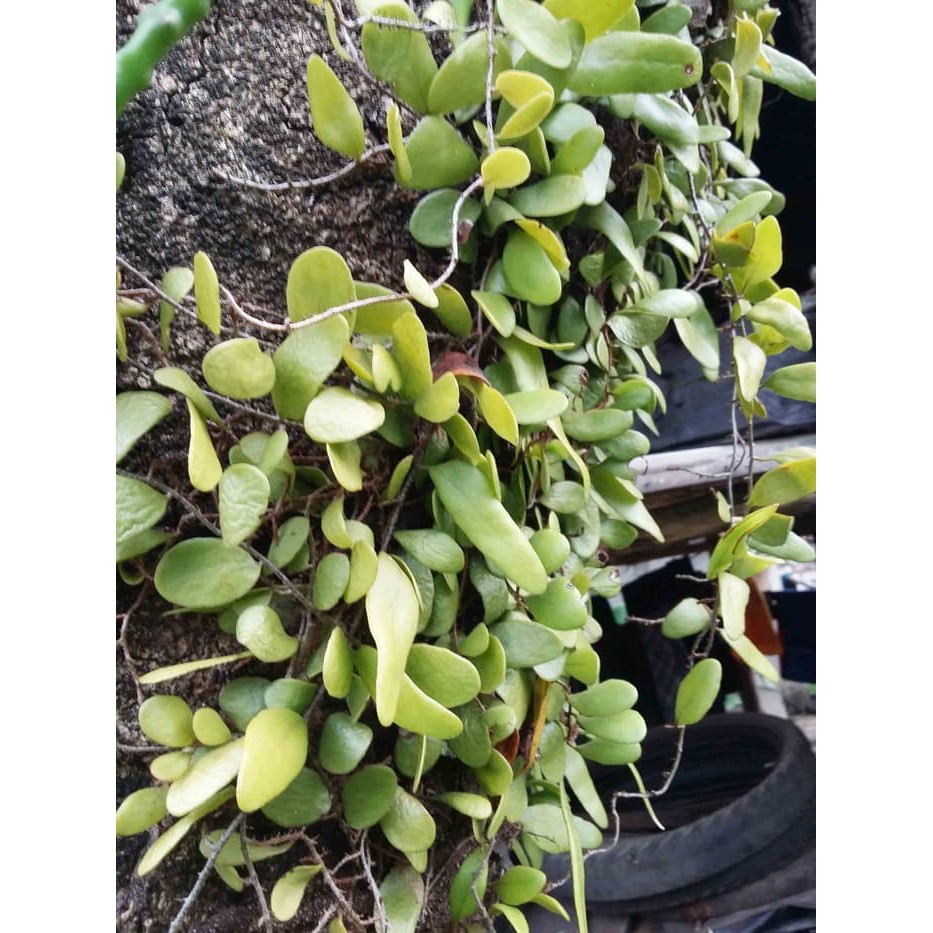 

terbaik Daun Sisik Naga Herbal TERLARIS