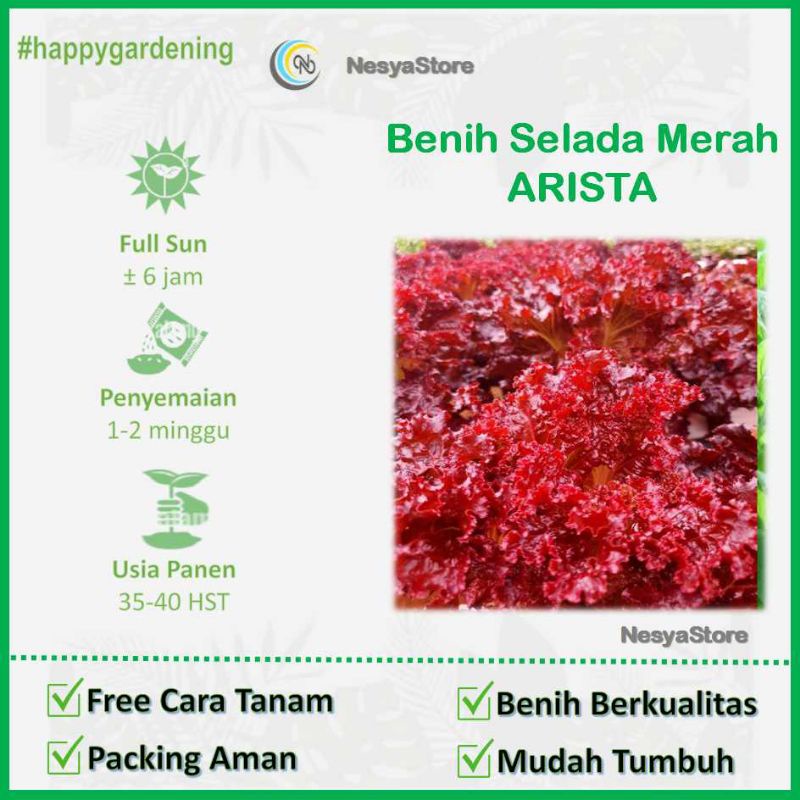 150 Benih Selada Merah Arista Bintang Asia - Biji Benih Sayur Seribuan