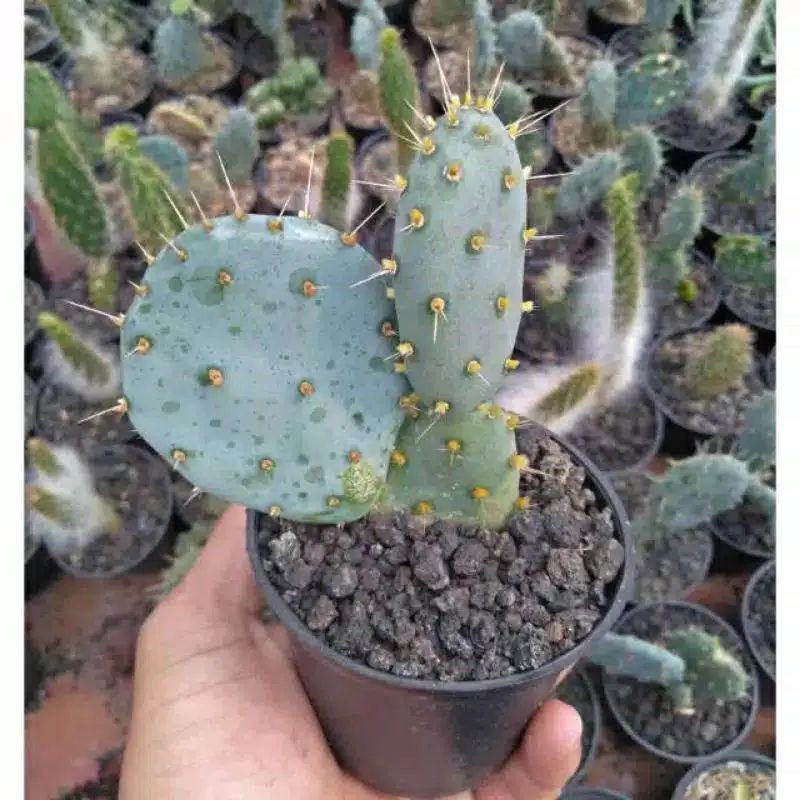 tanaman kaktus opuntia blue