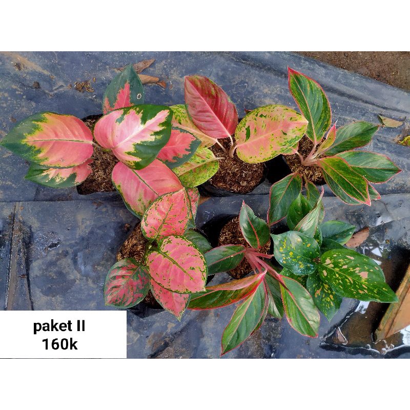 PAKET HEMAT 6 AGLONEMA TERMURAH/PAKET GLONEMA TERMURAH/PAKET AGLONEMA MURAH