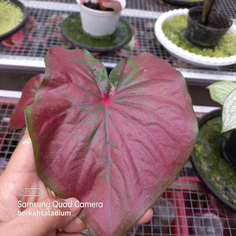 Bibit Caladium Red Stardust / Bibit Keladi Red Stardust