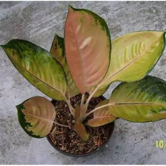 Tanaman Hias Agleonema Sultan Brunei - AGLONEMA SULTAN BRUNEI