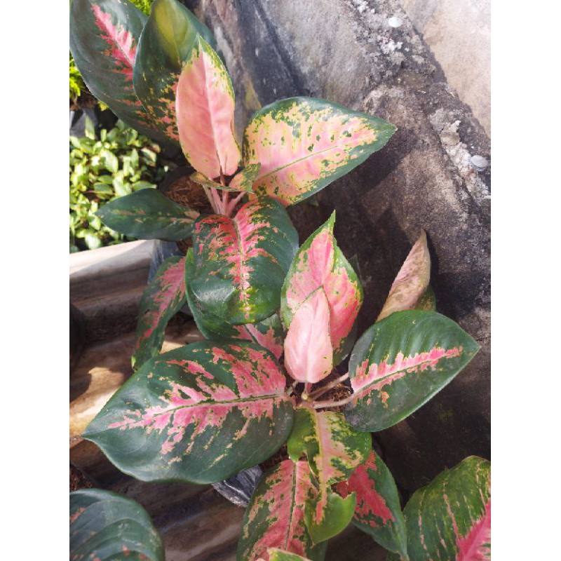 Aglaonema Kochin jumbo murah promo
