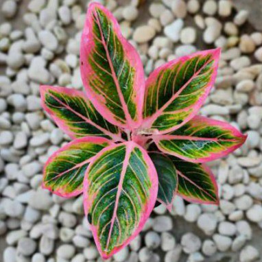 FLO COD bunga hidup tanaman hias murah hiasan taman aglonema lipstik pink klasik-aglaonema-agronema