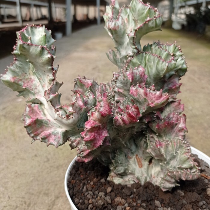euphorbia lactea white ghost cristata