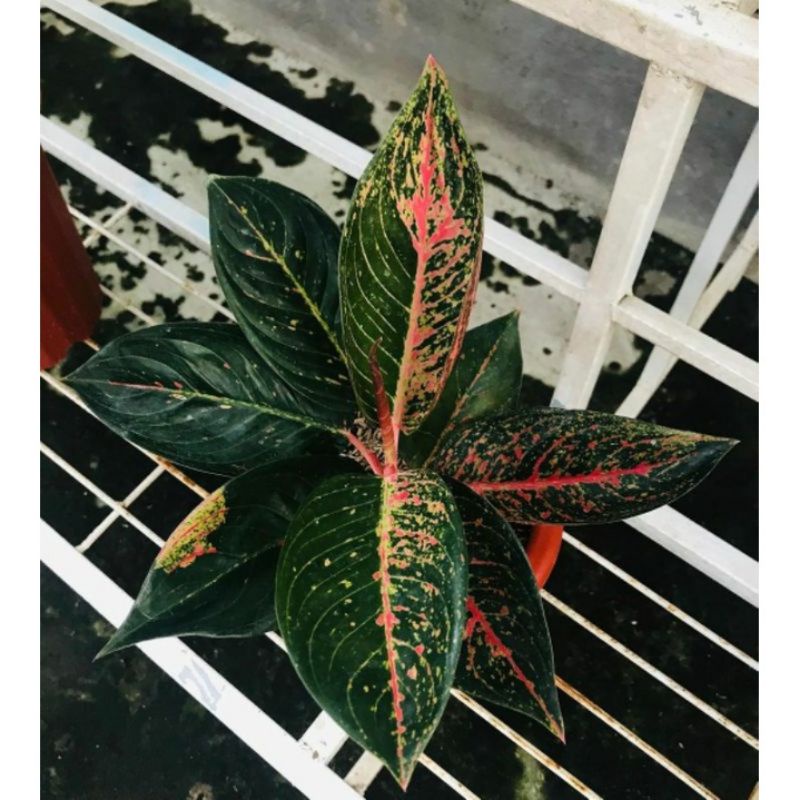 Bibit/anakan Aglonema tiara