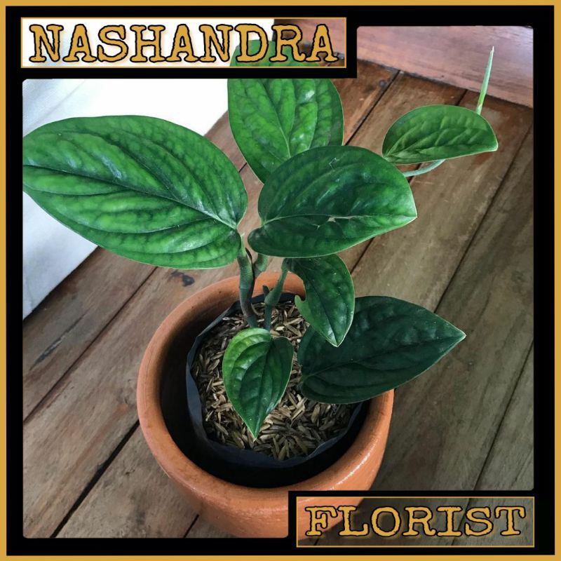 Tanaman Hias Bunga Sirih Badak | Green Scindapsus